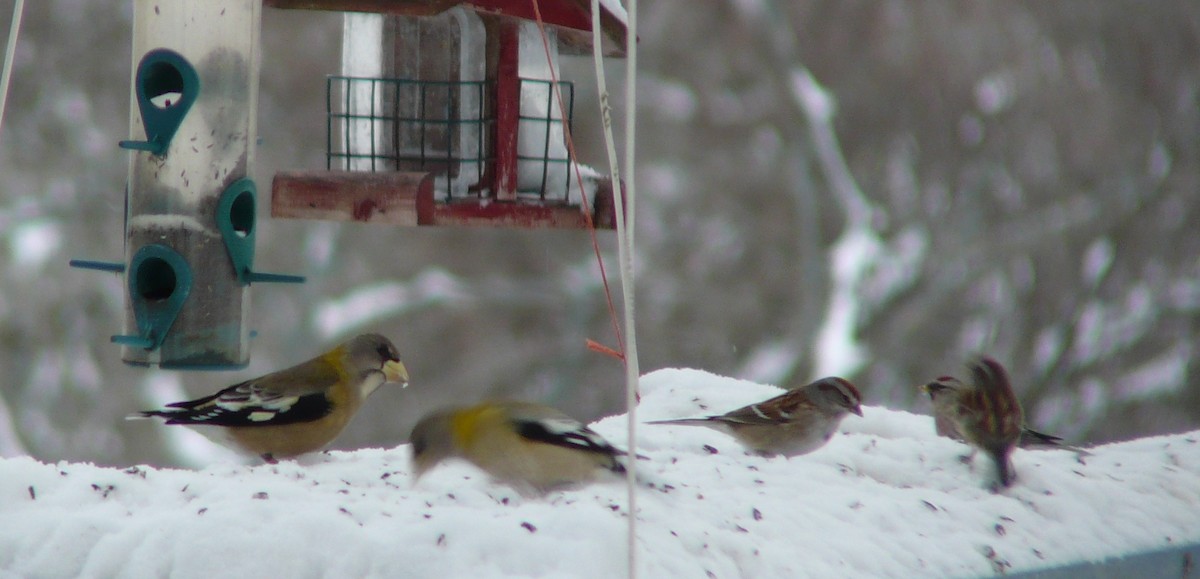 Evening Grosbeak - ML629178492