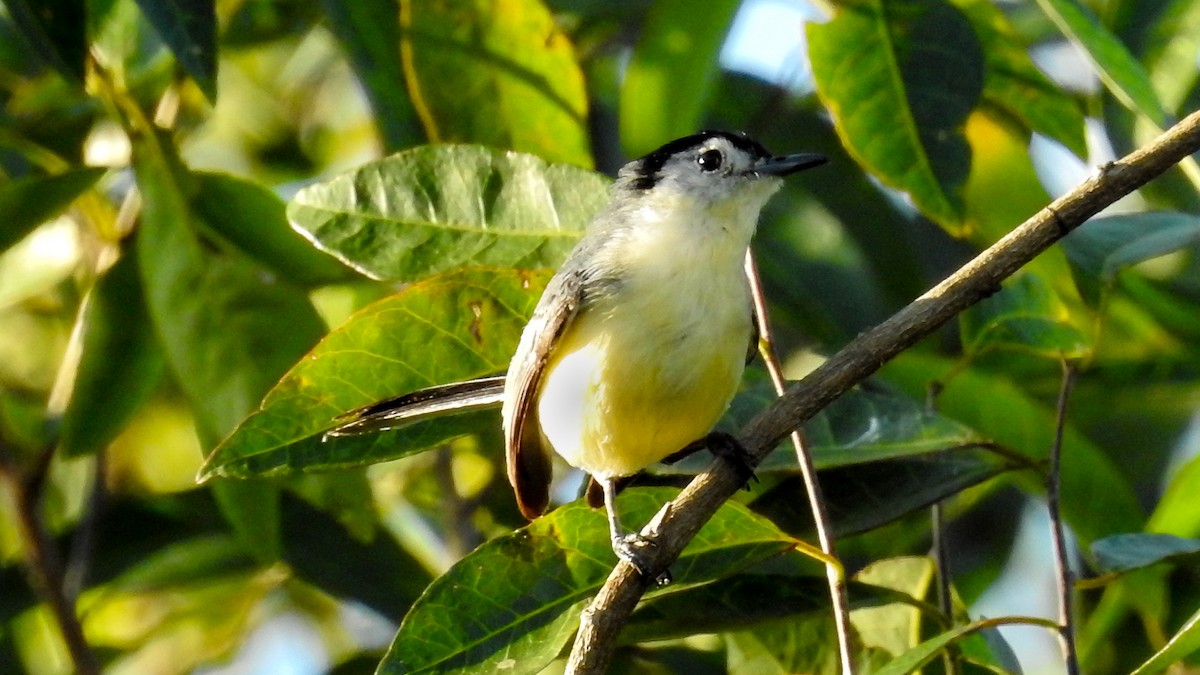Creamy-bellied Gnatcatcher - ML629178518
