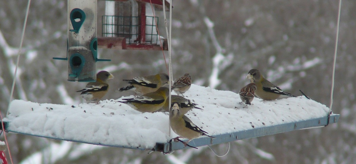 Evening Grosbeak - ML629178566