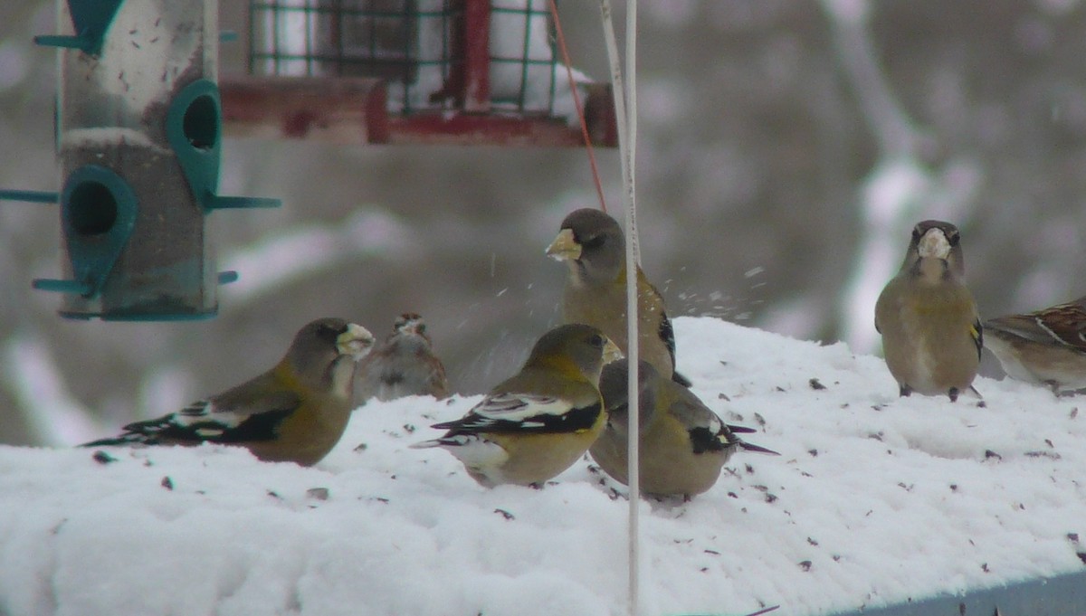 Evening Grosbeak - ML629178581