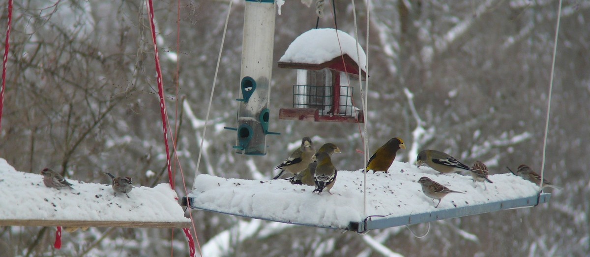 Evening Grosbeak - ML629178619