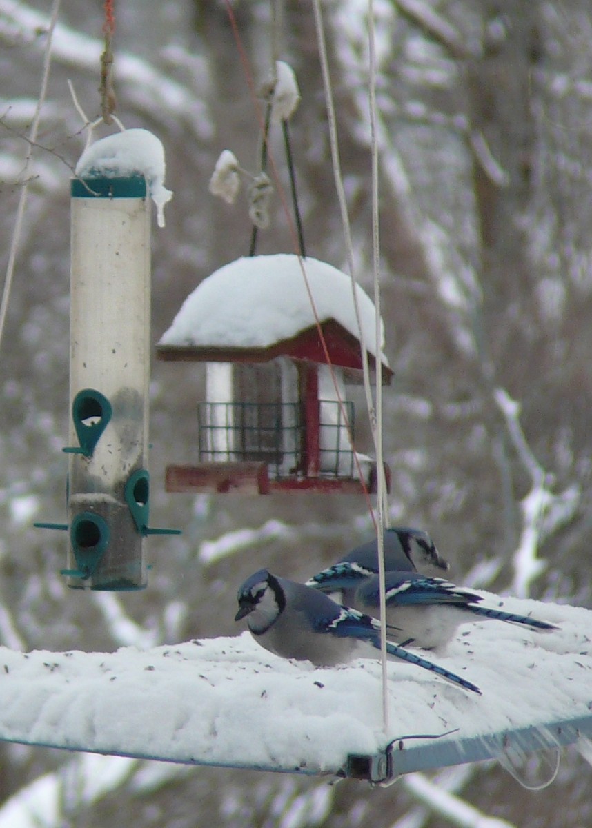 Blue Jay - ML629178647