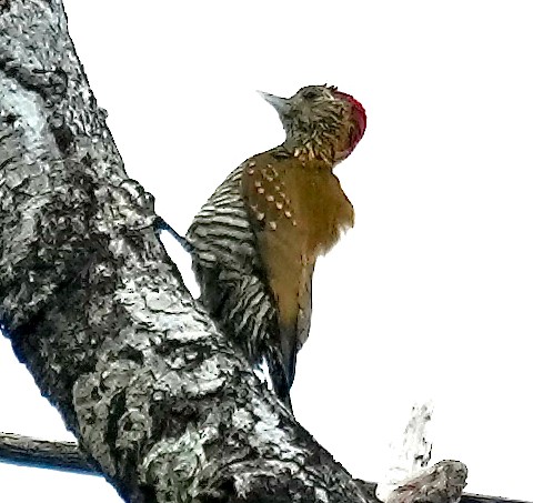 Golden-collared Woodpecker - ML629178755
