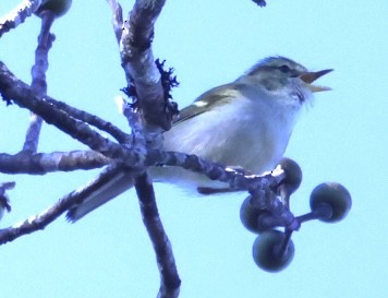 Mosquitero de Davison - ML629178900