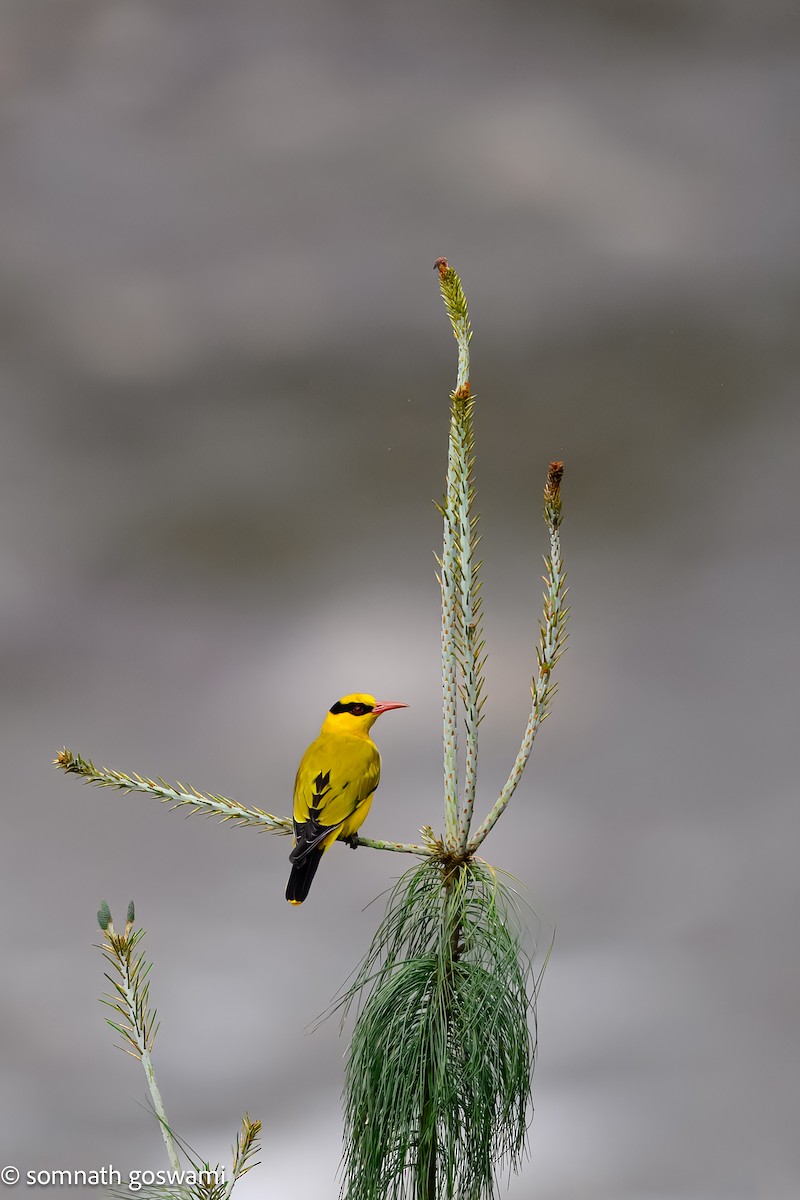 Slender-billed Oriole - ML629178974