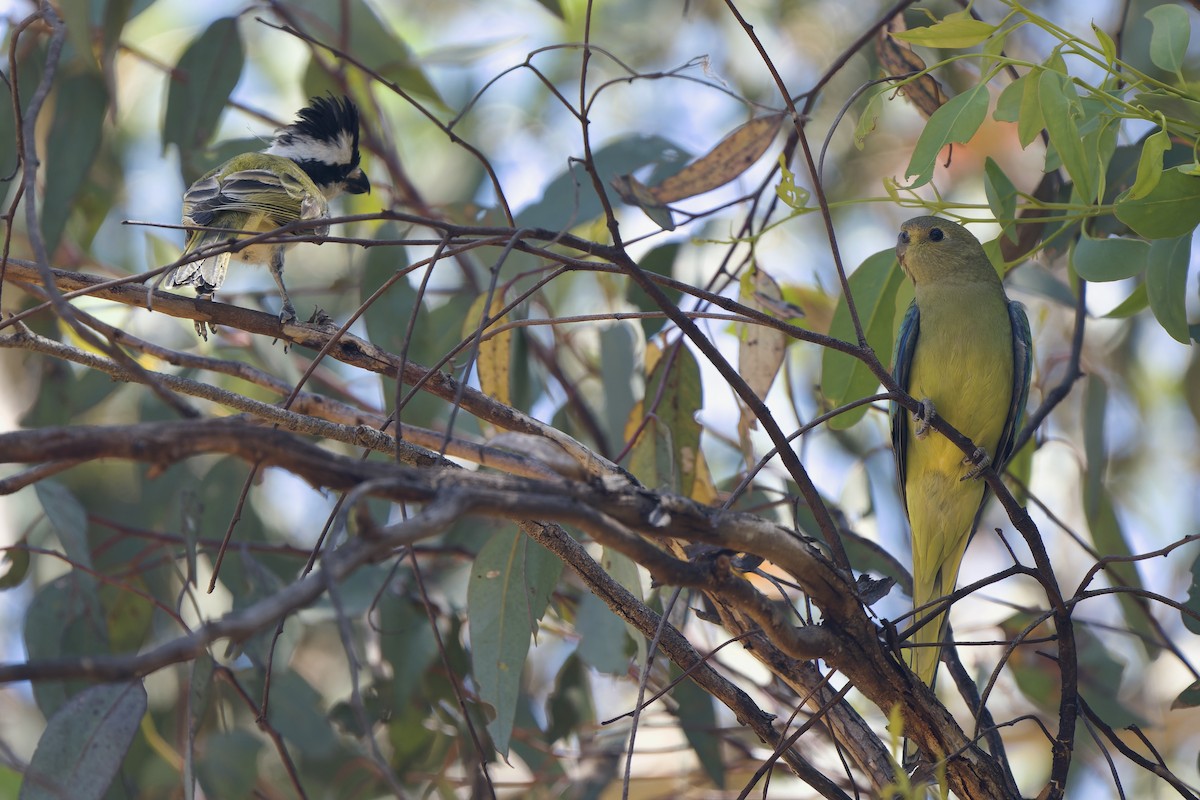Western Shrike-tit - ML629179043