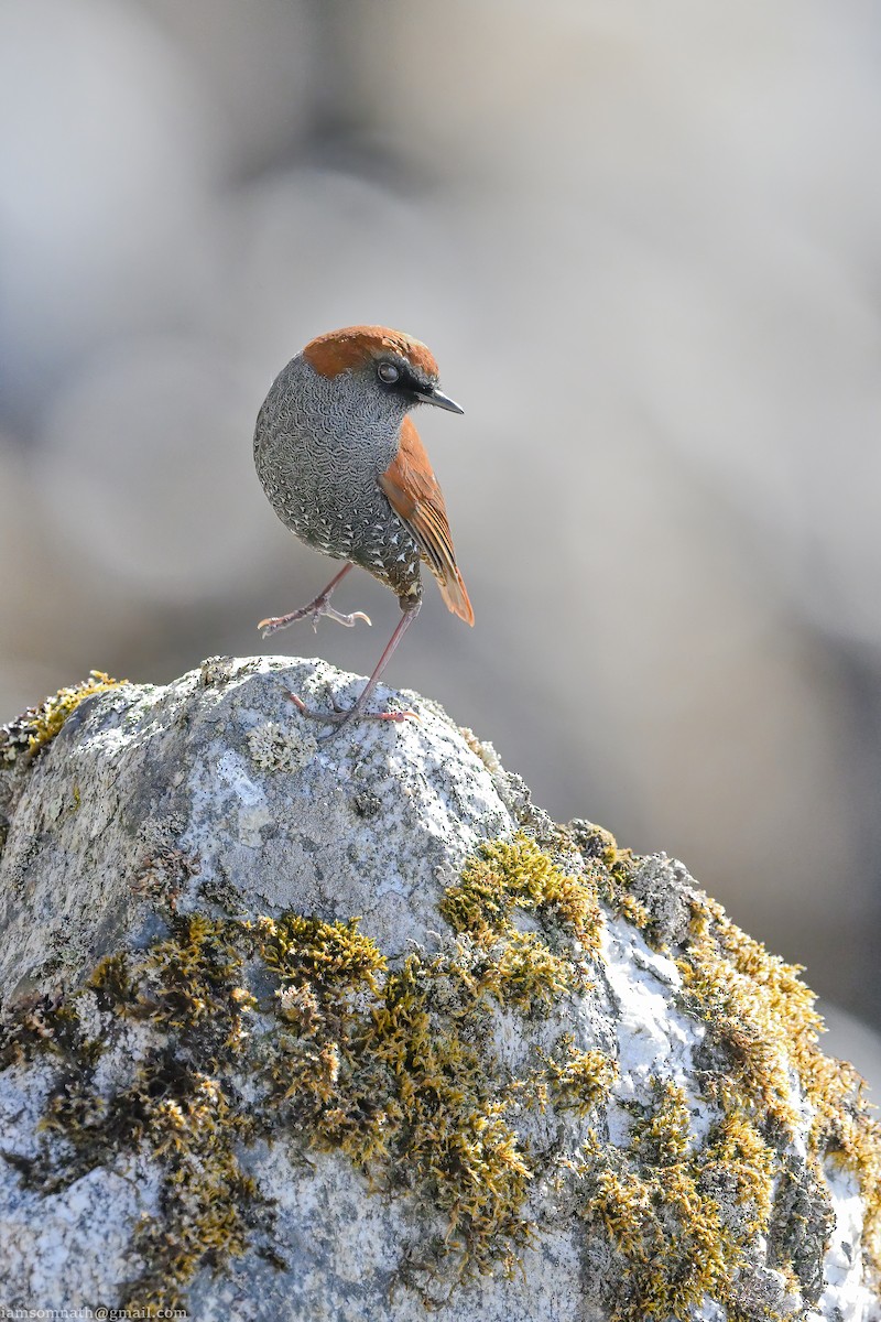 Gould's Shortwing - ML629179046