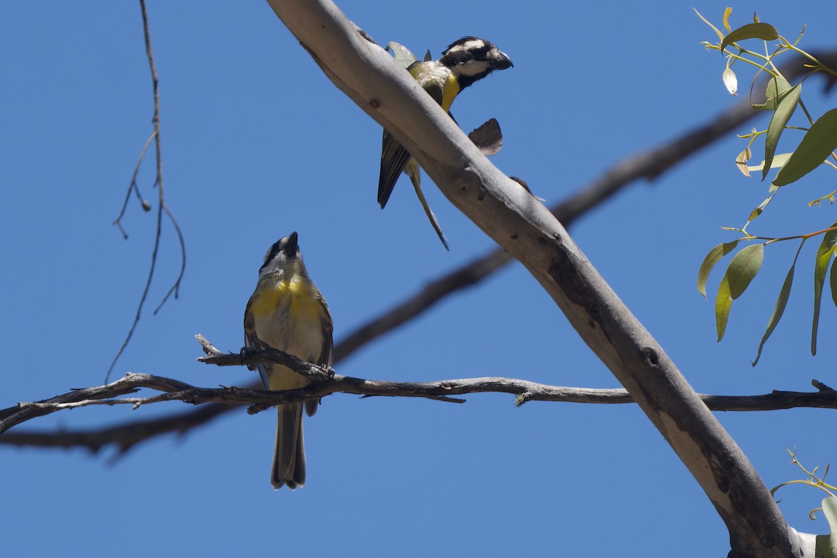Western Shrike-tit - ML629179051