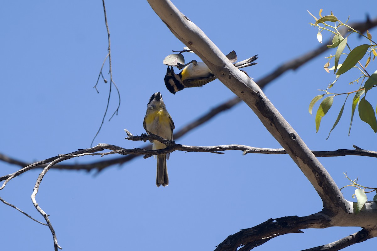 Western Shrike-tit - ML629179052