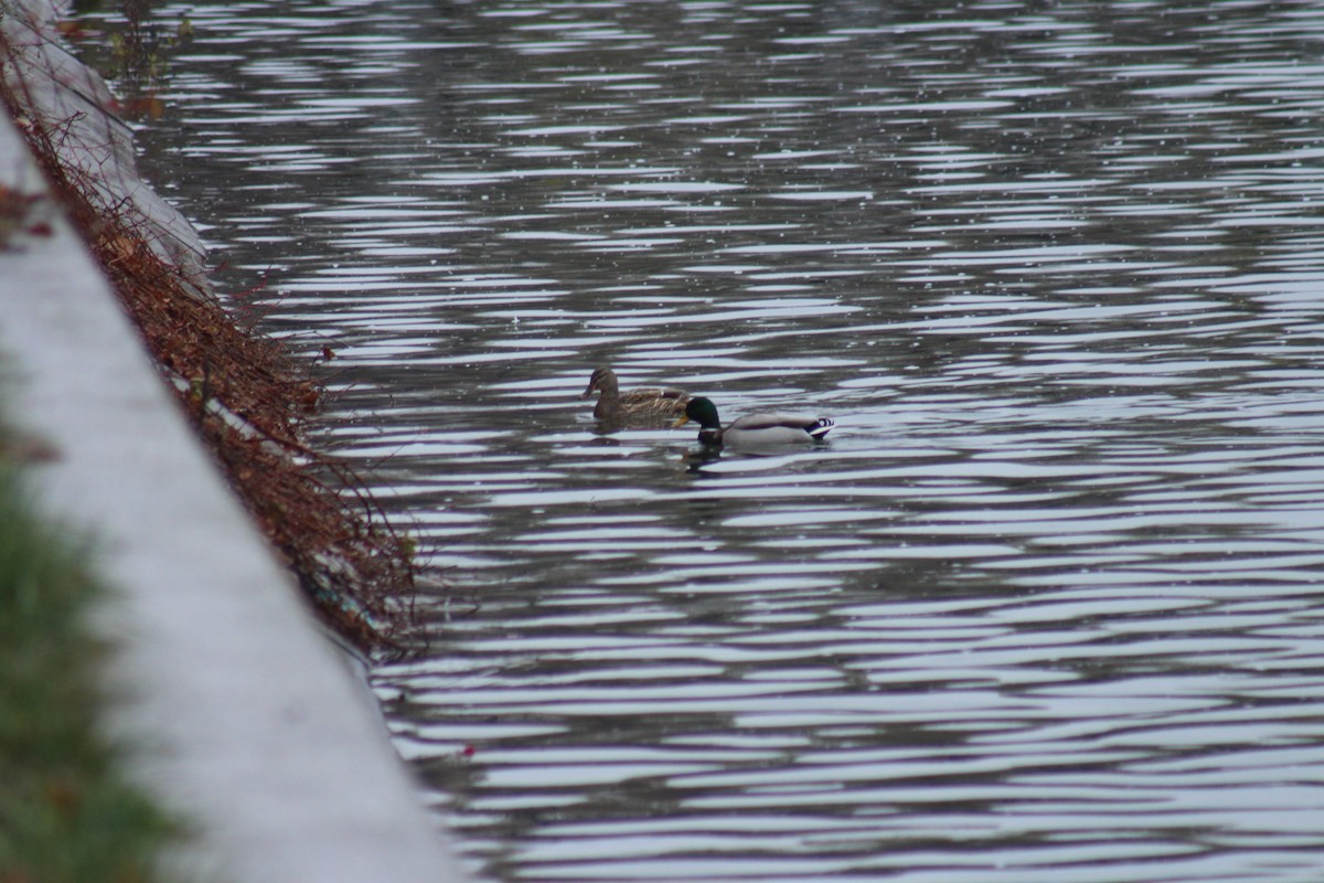 Зэрлэг нугас - ML629179167