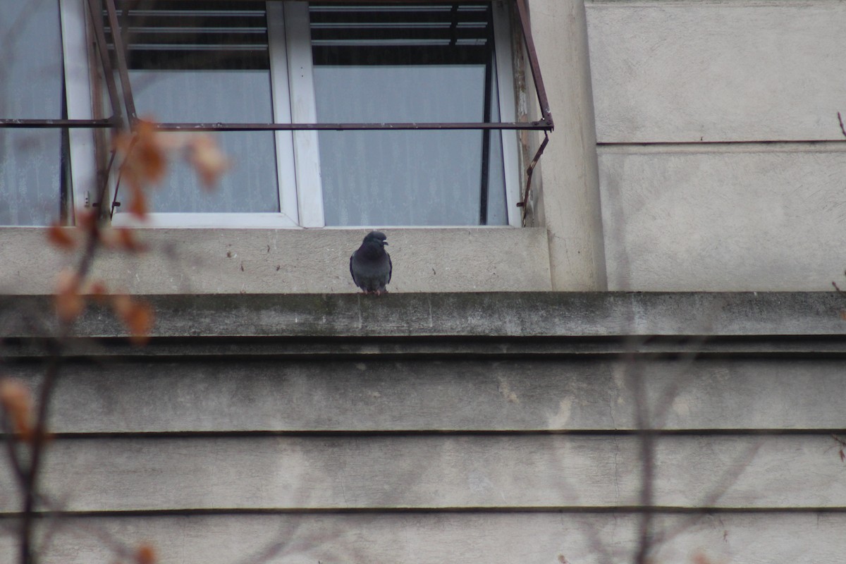 Хөхвөр тагтаа - ML629179174