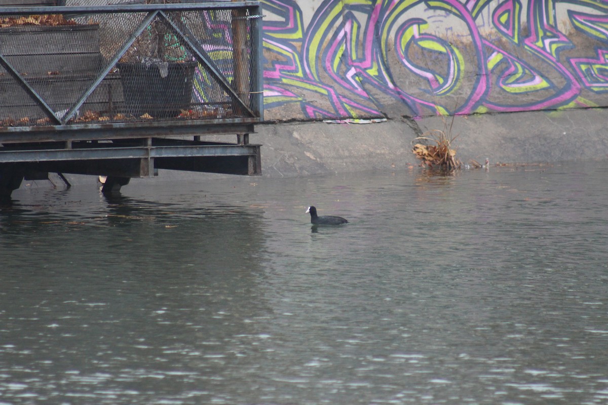 Халзан түнжүүр - ML629179187