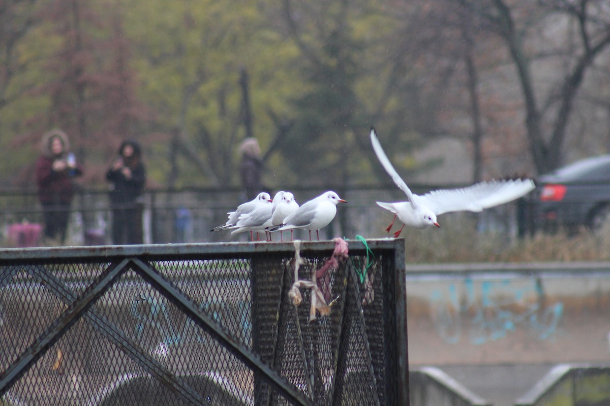 Хүрэн толгойт цахлай - ML629179202