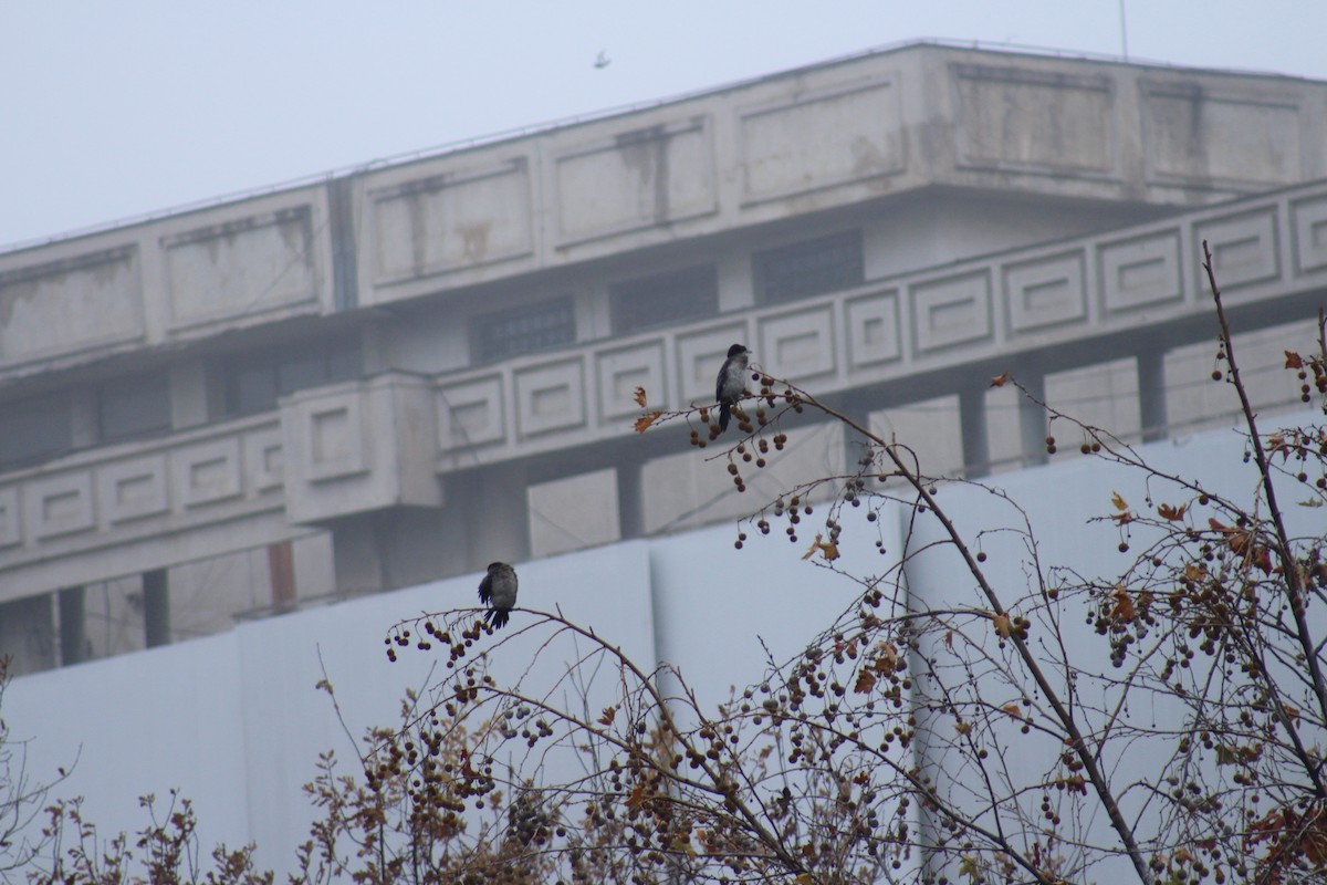 Pygmy Cormorant - ML629179214