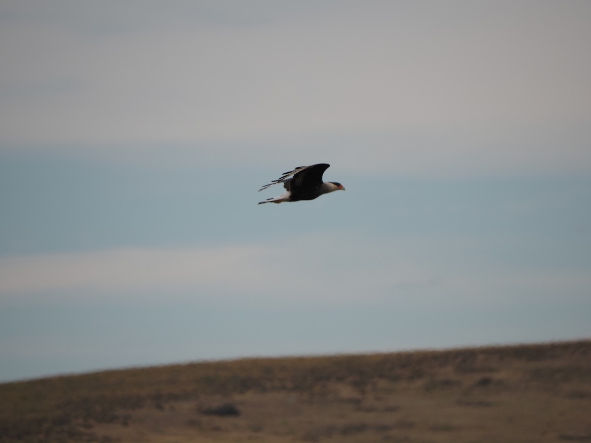 Равнинная каракара - ML629179273