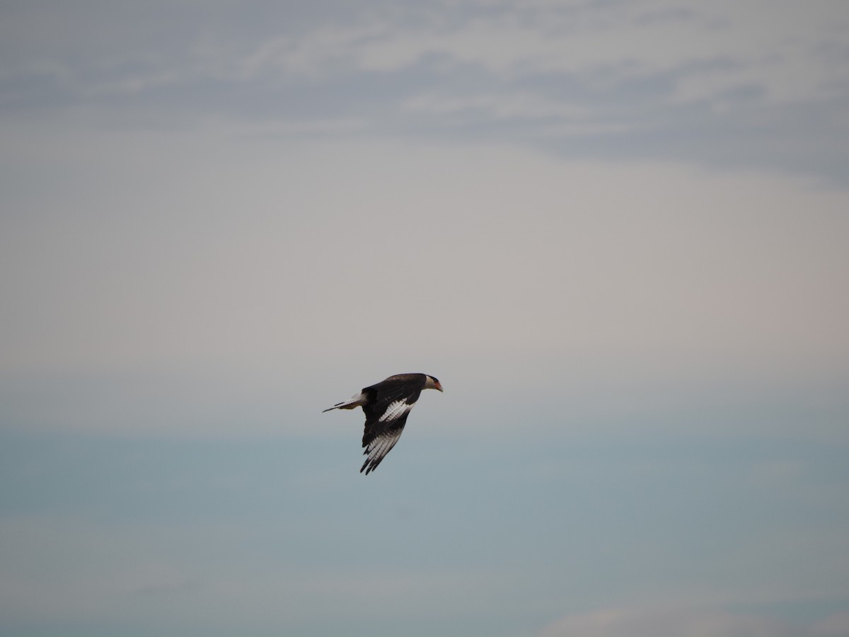 Равнинная каракара - ML629179274