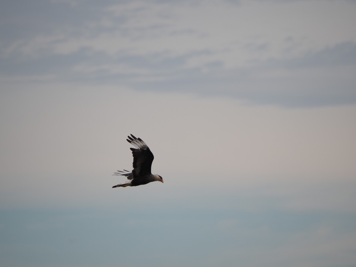 Равнинная каракара - ML629179275