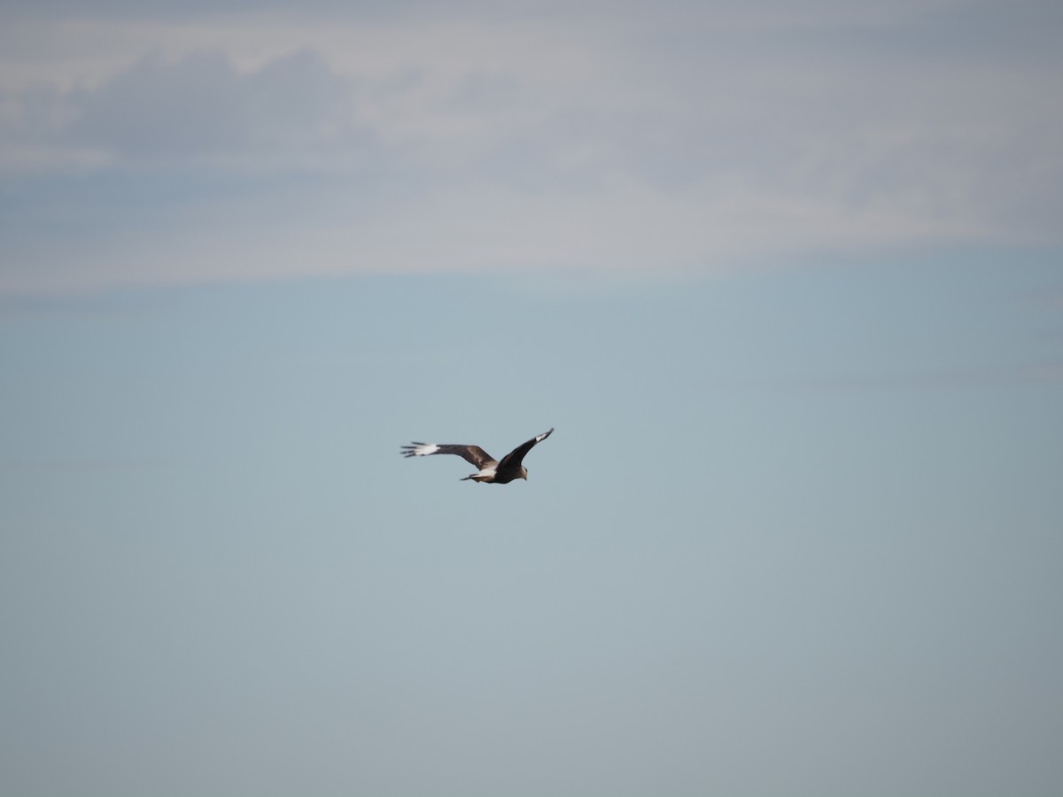 Равнинная каракара - ML629179276