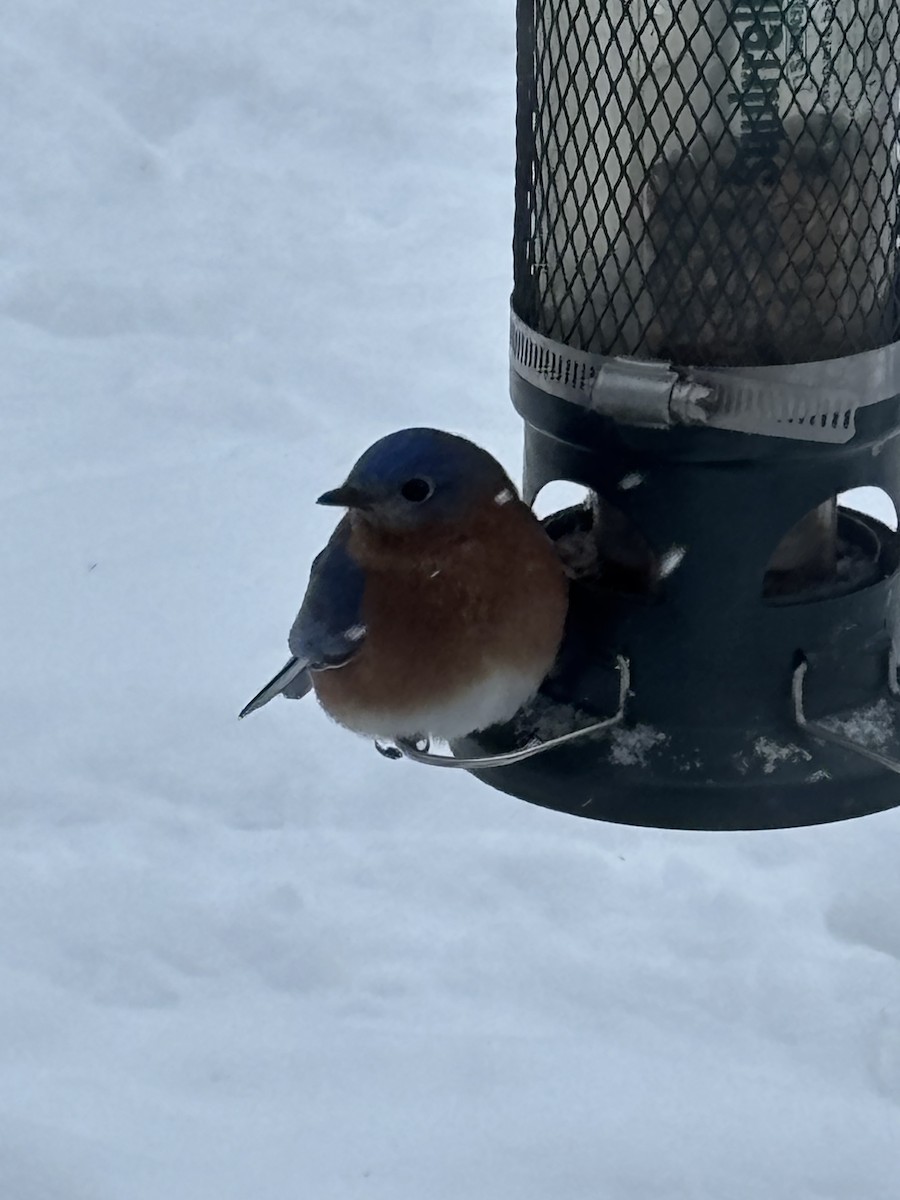 Eastern Bluebird - ML629179342