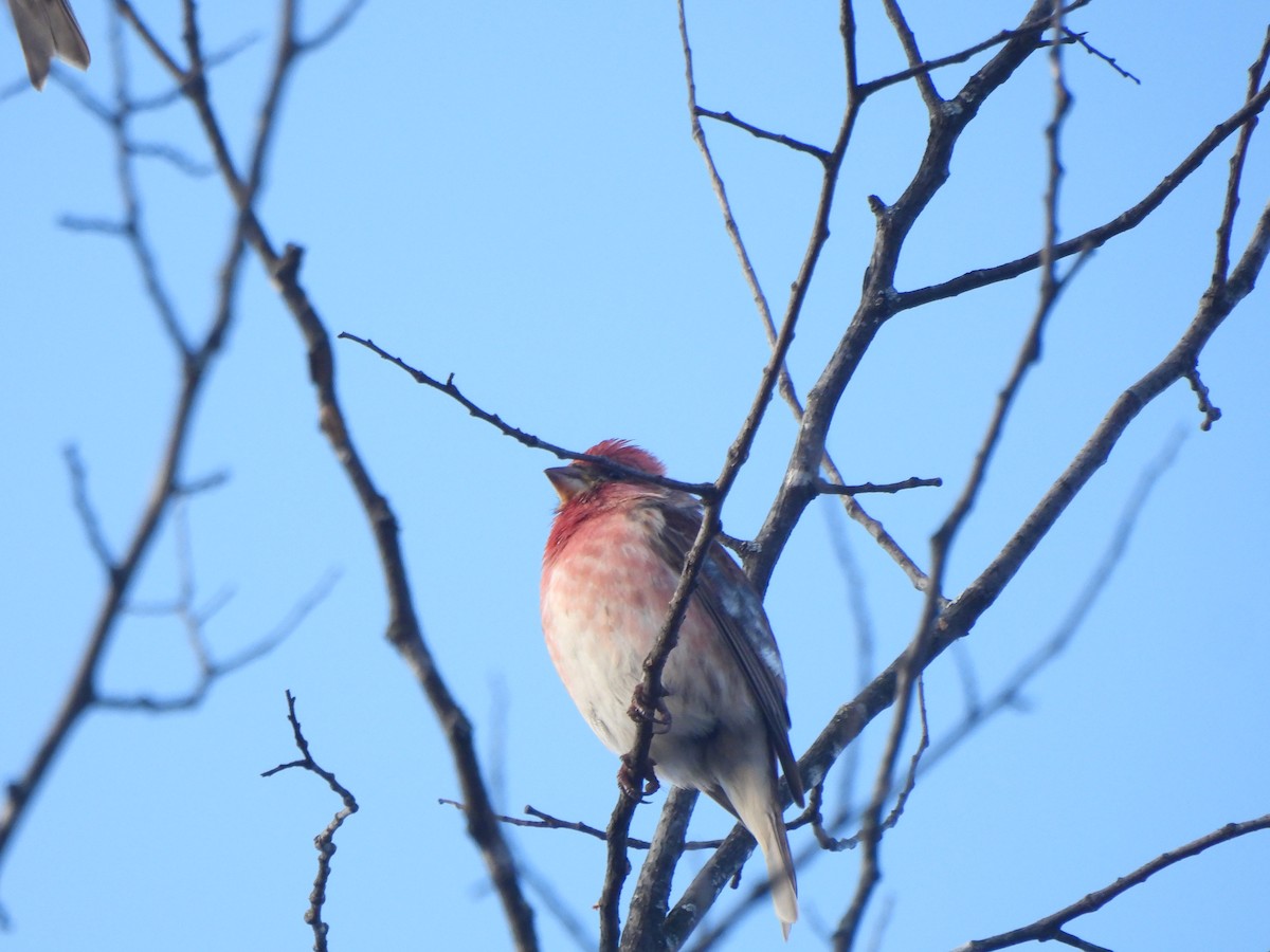 Purple Finch - ML629179603