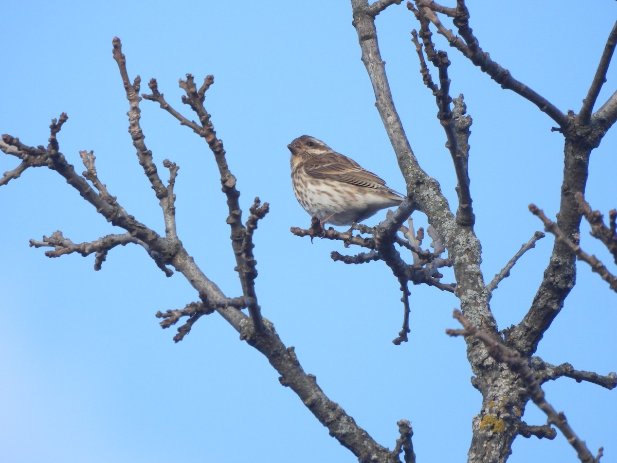 Purple Finch - ML629179604