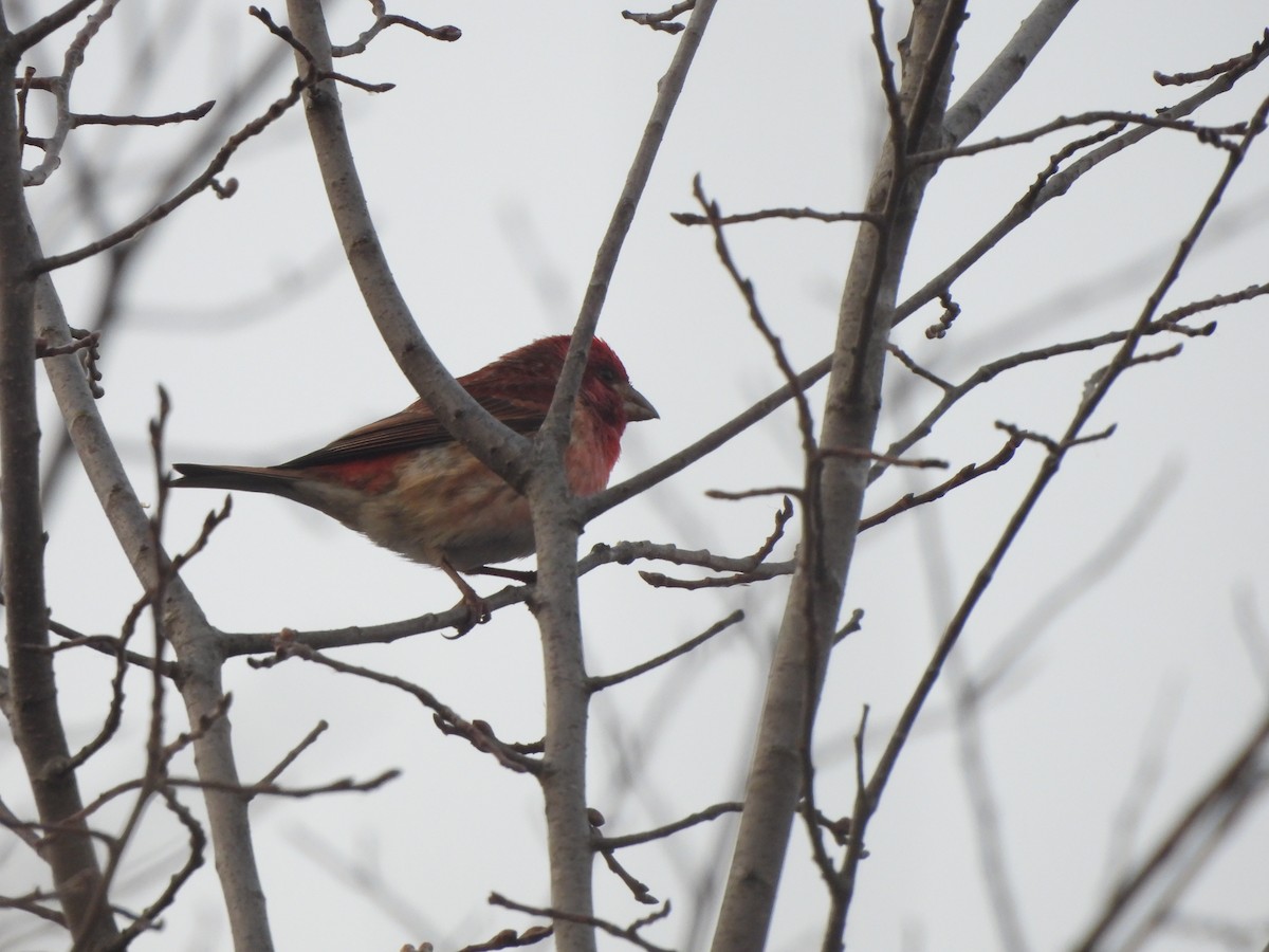 Purple Finch - ML629179605