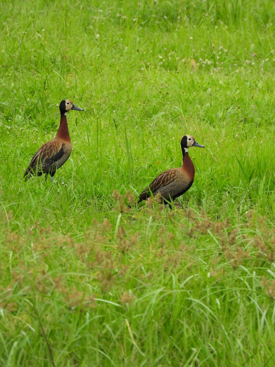 White-faced Whistling-Duck - ML629179883