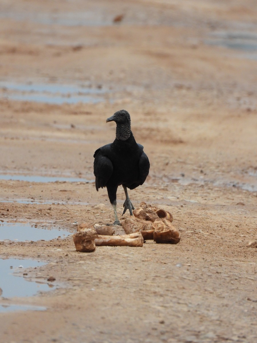Black Vulture - ML629180087