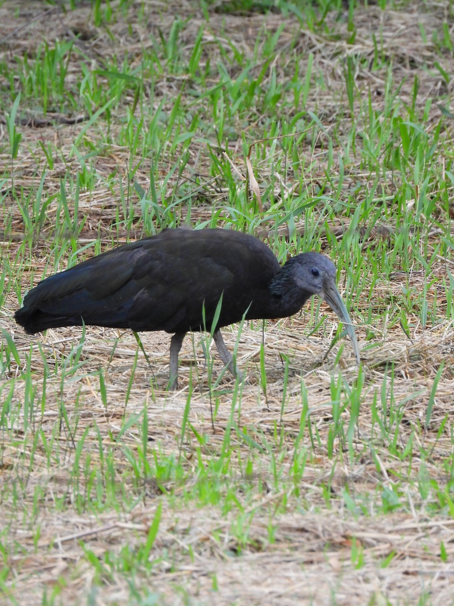 Green Ibis - ML629180128