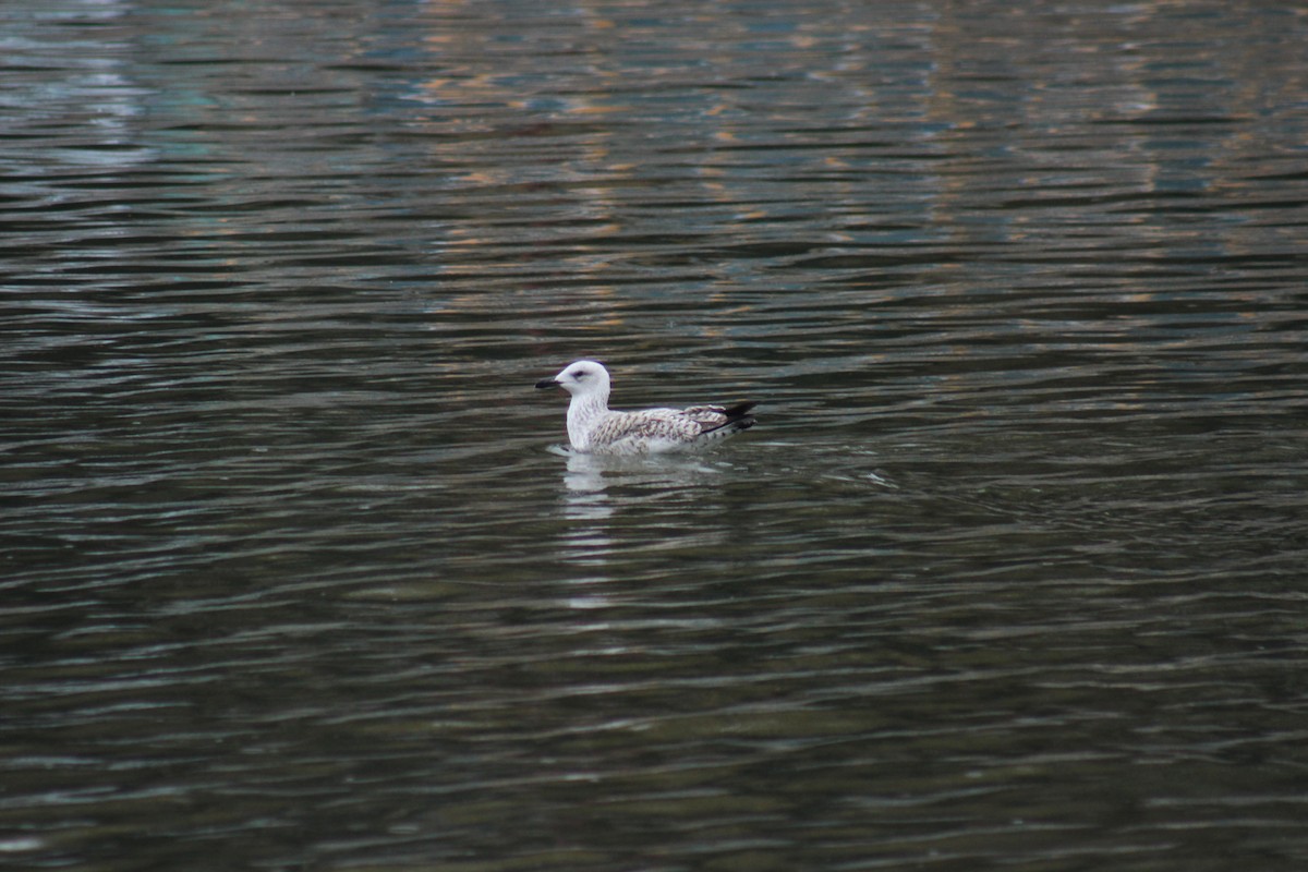 Caspian/Yellow-legged Gull - ML629180211