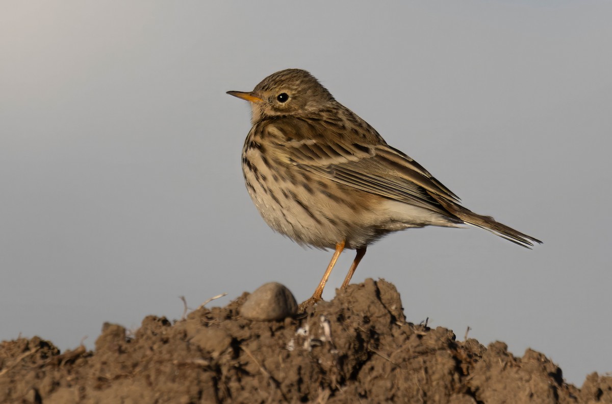 Meadow Pipit - ML629180246