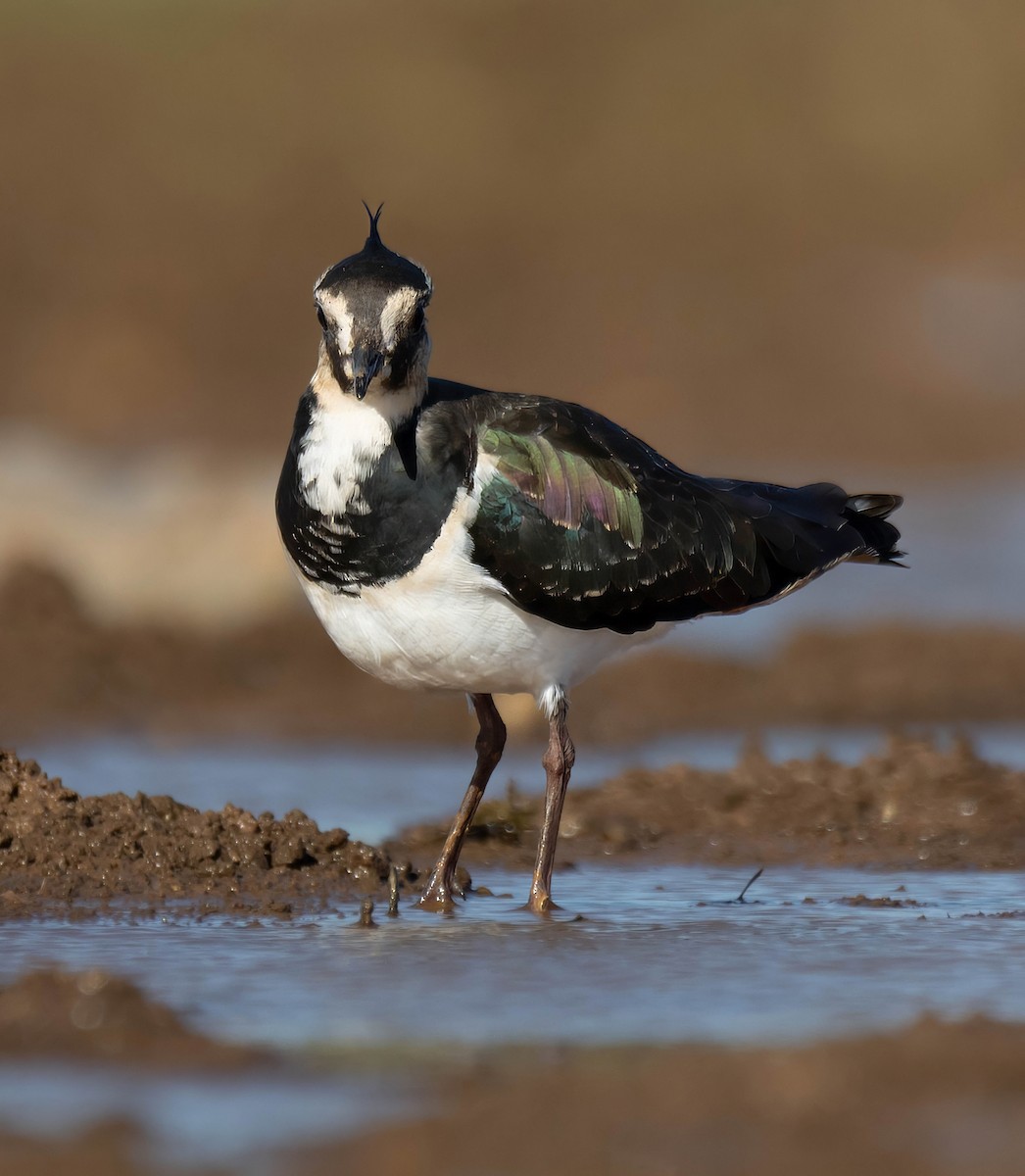 Northern Lapwing - ML629180285