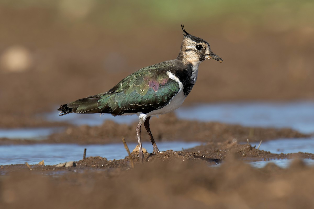 Northern Lapwing - ML629180287