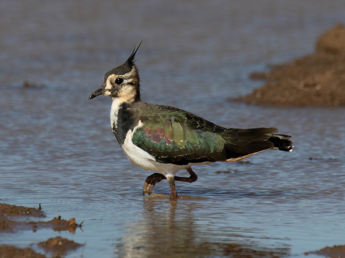 Northern Lapwing - ML629180293