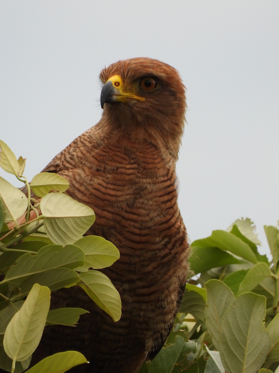 Savanna Hawk - ML629180307