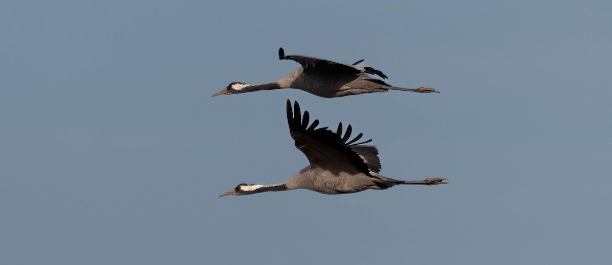 Common Crane - ML629180312