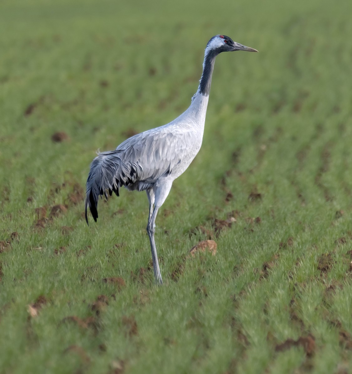 Common Crane - ML629180313
