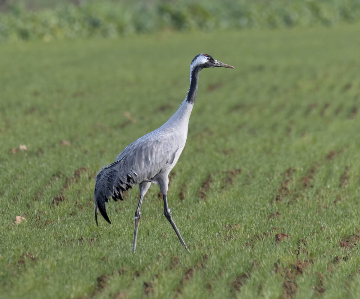Common Crane - ML629180314