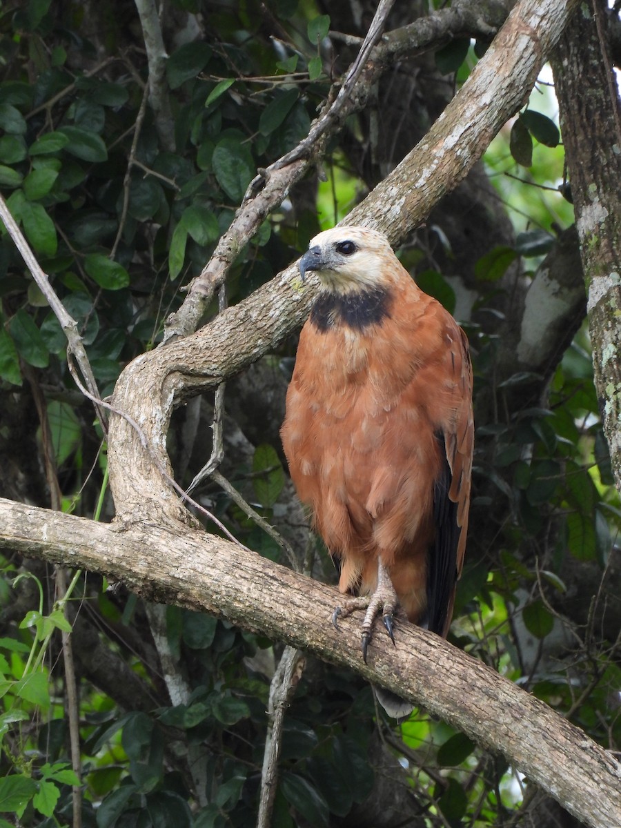 Black-collared Hawk - ML629180322