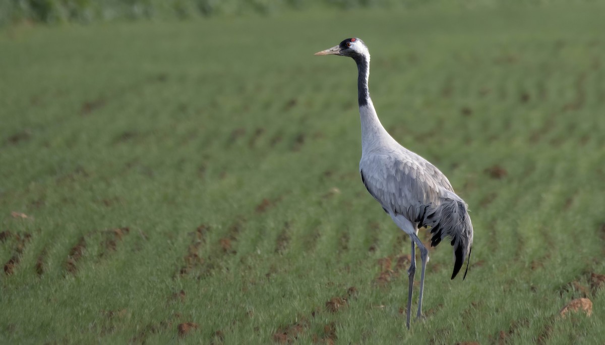 Common Crane - ML629180327