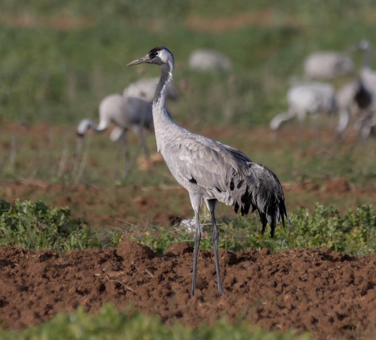 Common Crane - ML629180328