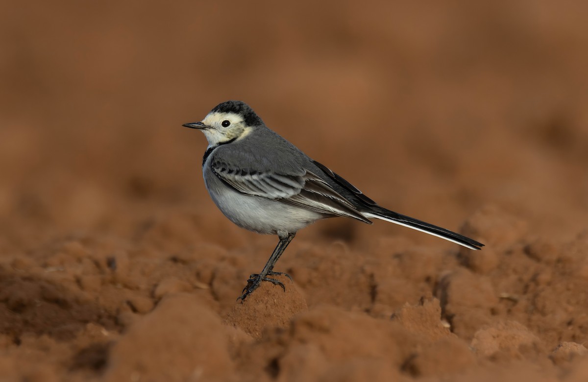 White Wagtail - ML629180367