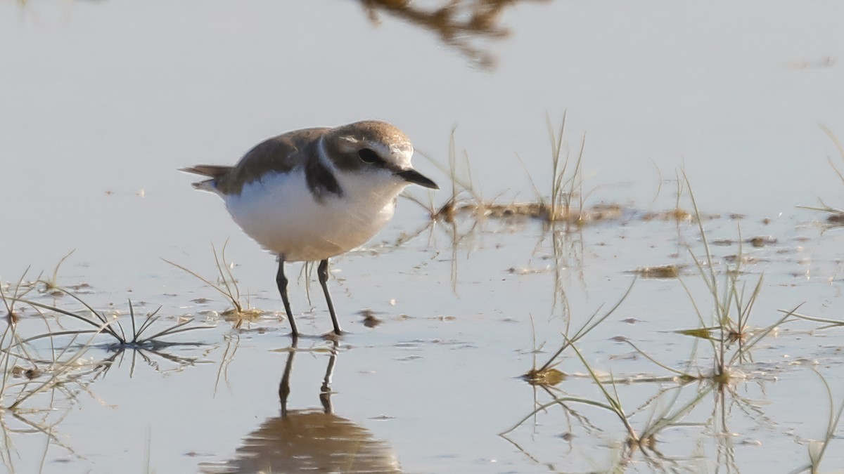 Kentish Plover (Kentish) - ML629180517