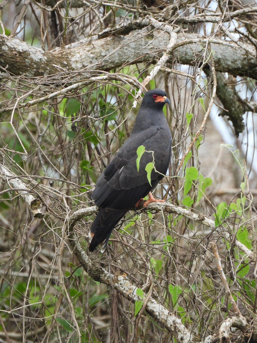Snail Kite - ML629180598