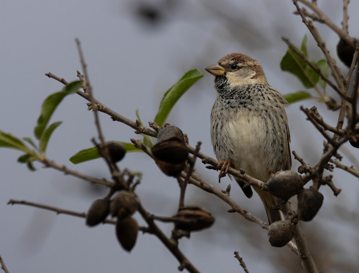 Spanish Sparrow - ML629180609