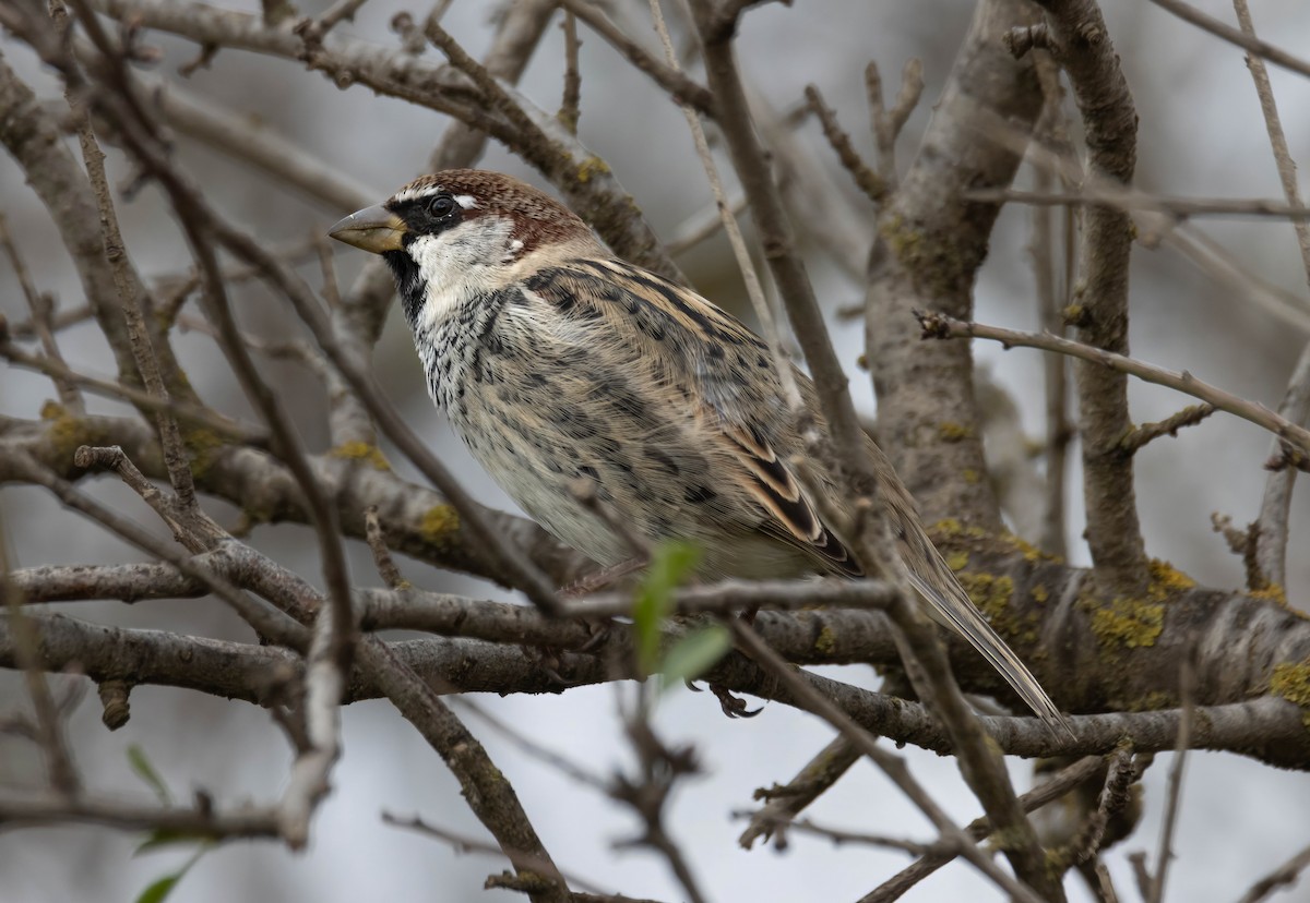 Spanish Sparrow - ML629180627