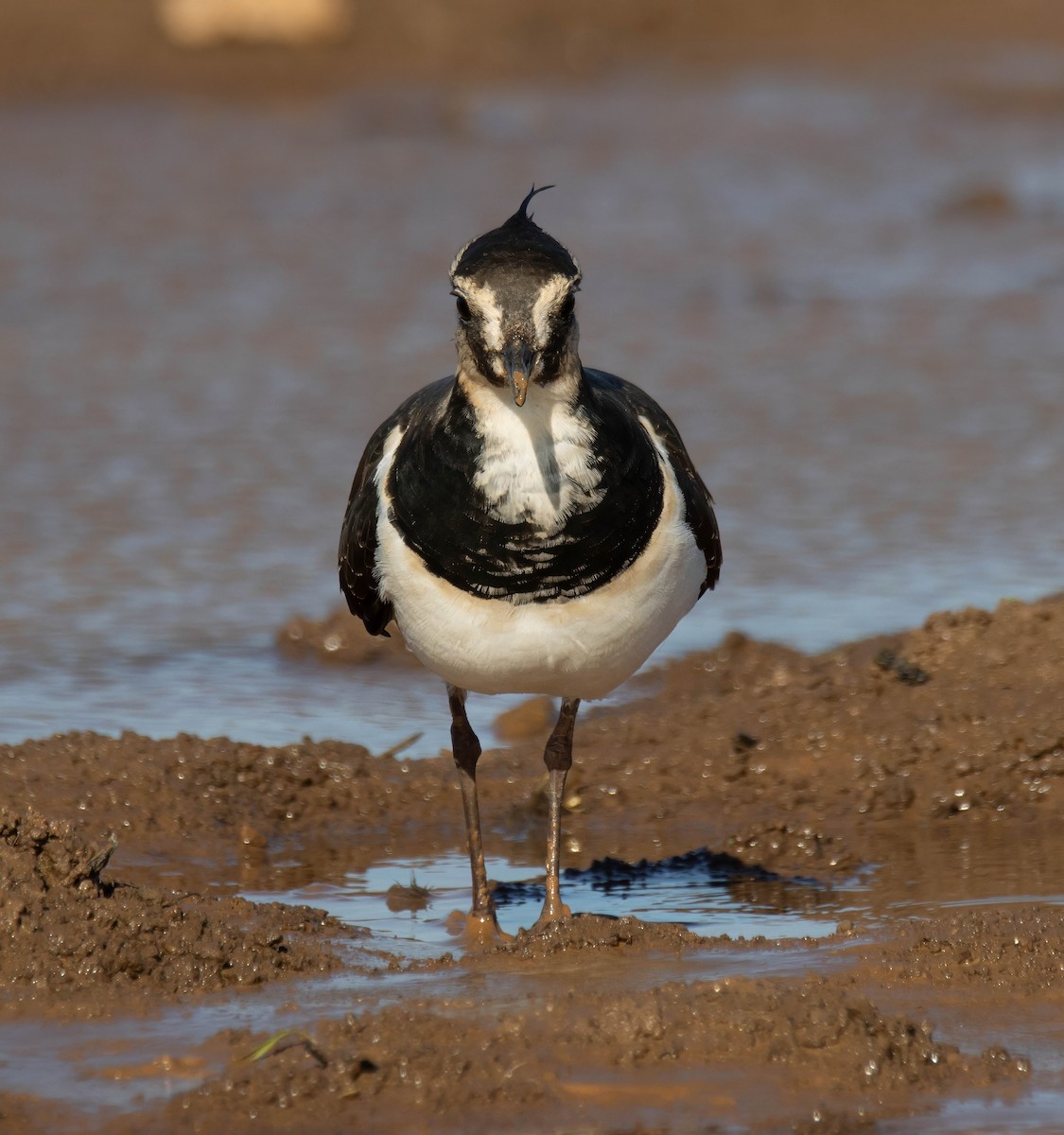 Northern Lapwing - ML629180704