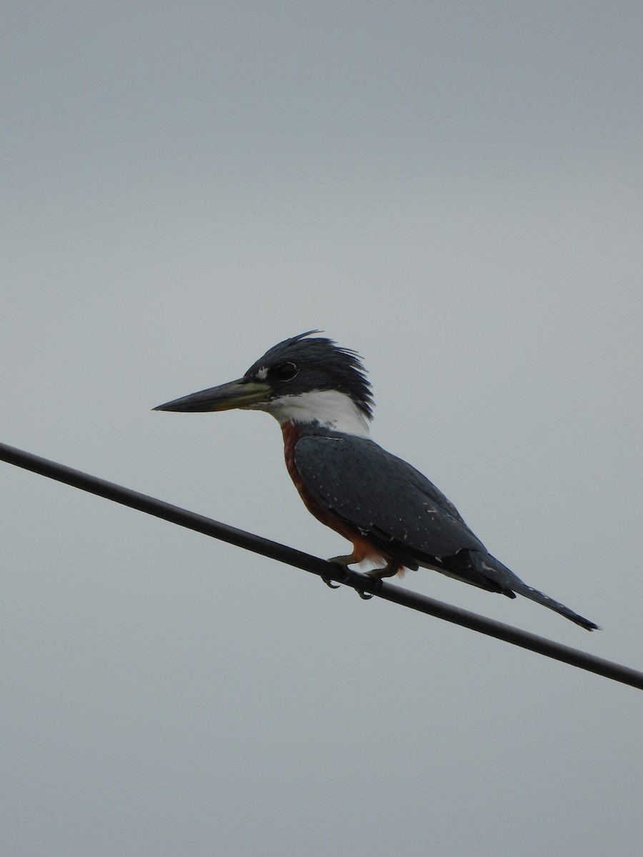 Ringed Kingfisher - ML629180724
