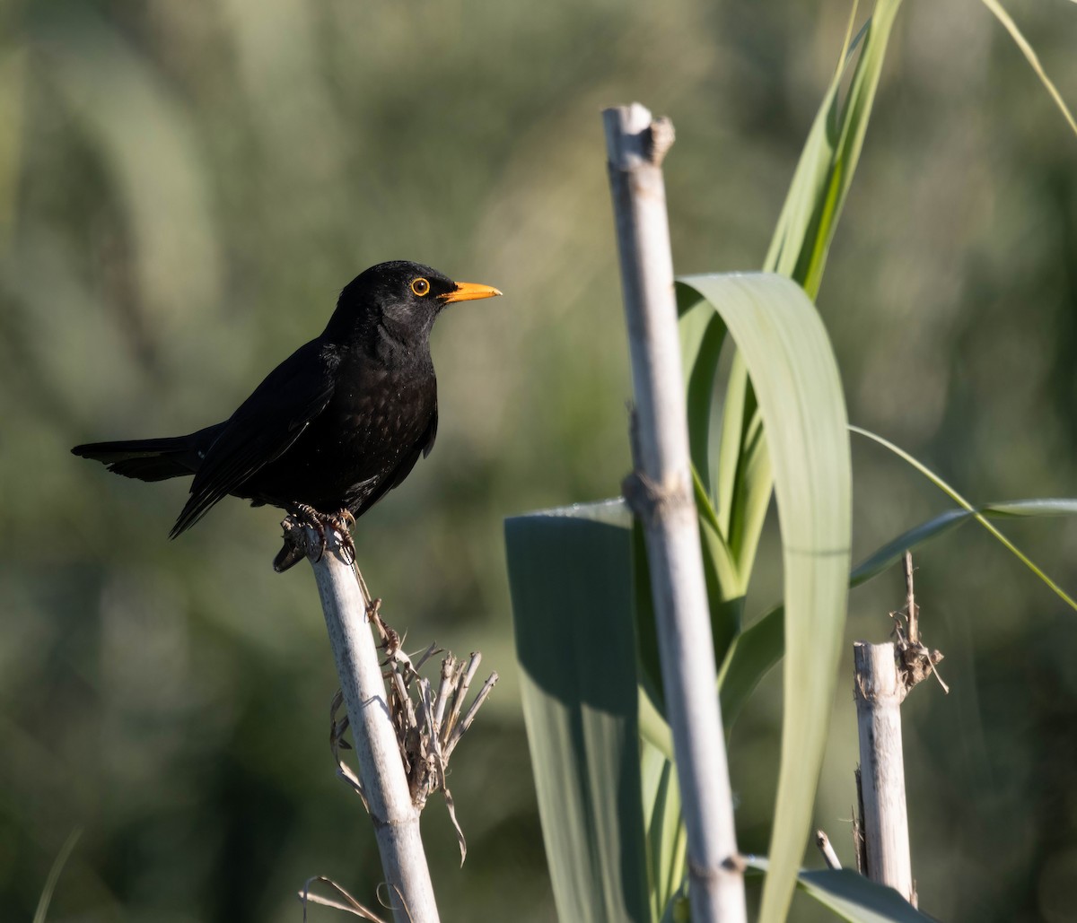 Eurasian Blackbird - ML629180767