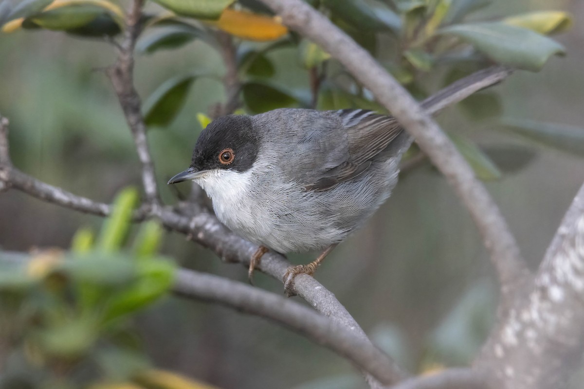 Sardinian Warbler - ML629180798